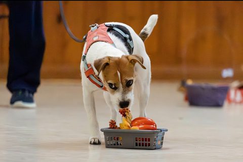 Lily at a Nosework trial. owned by Lynda Rupay