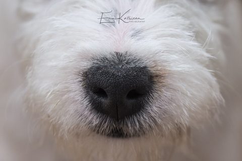 Boop the Snoot