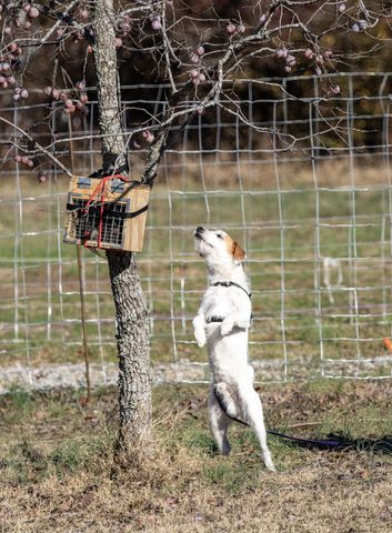Rats in a tree. Hart Farms Junior Strider NASDA field trial