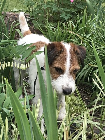 Remington