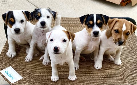Puppy Party