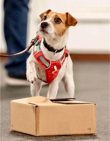 Lily-Nosework Indication