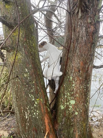 After a squirrel
