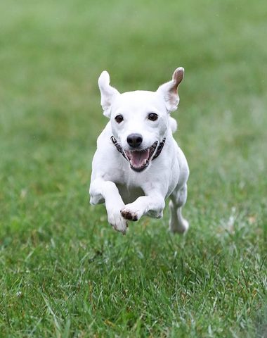 Pure Joy