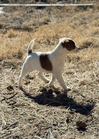 Puppy strut