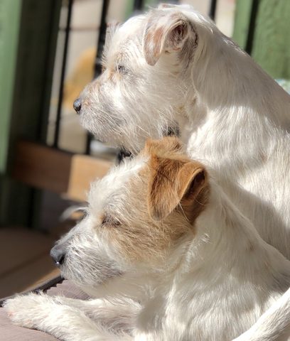 Ambush and Oliver