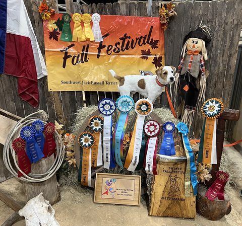 Hart Farm Junior Strider (JR) Best of the Best Terrier SWJRTN Fall Festival