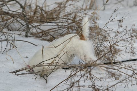 Bred to Hunt