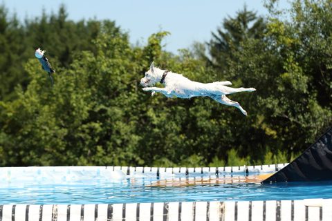 Dock Diving Pearl