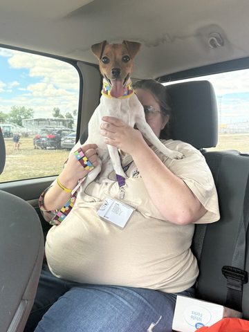 Savvy waiting for Lure coursing