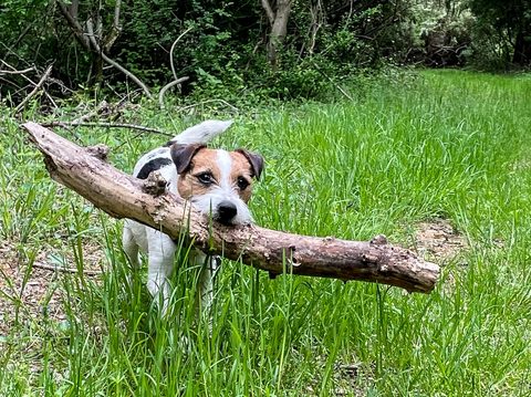 Cooper no log too big to carry