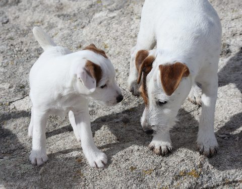 Puppies